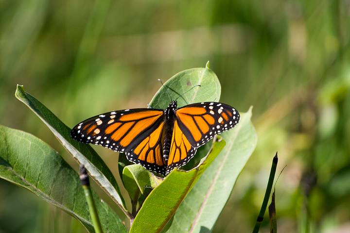 Monarch Butterfly