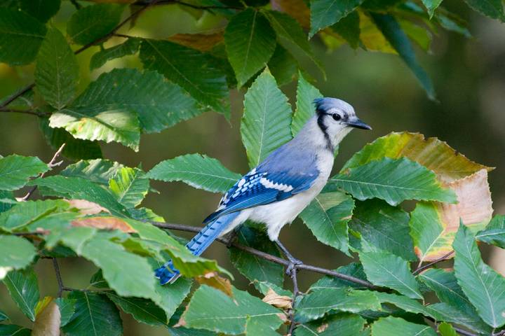 Blue Jay Perching