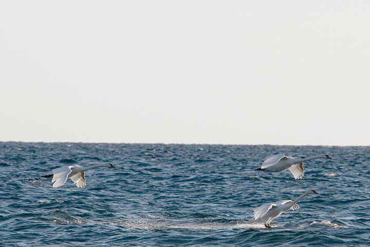 Swan Splashdown