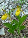 golden_ladyslipper_2.JPG