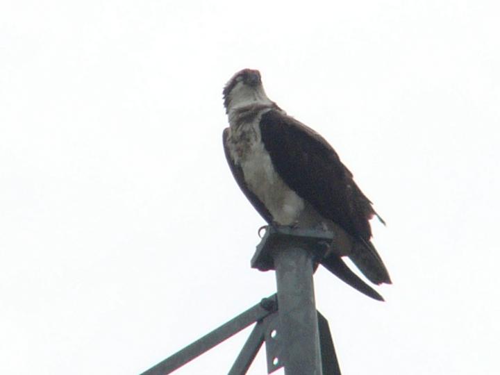 Osprey on Tower