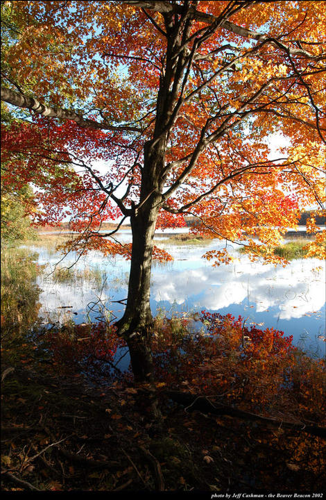 Fall Colors at Greene's Lake